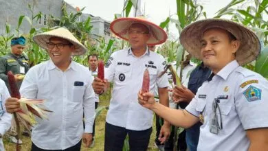 Pemkot Kendari Panen Jagung sebagai Upaya Pengendalian Inflasi