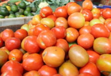 Ilustrasi tomat