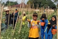 Hasil Panen Sayur-Mayur Dikbud Sultra di Tingkat Sekolah Capai Puluhan Kilogram