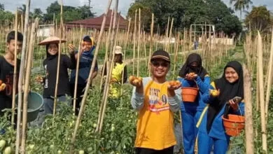 Hasil Panen Sayur-Mayur Dikbud Sultra di Tingkat Sekolah Capai Puluhan Kilogram