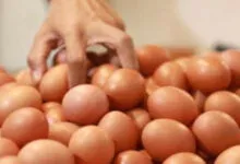 Ilustrasi telur