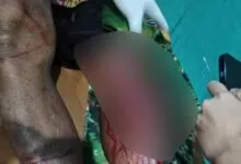 Hendak Mandi, Seorang Warga di Mubar Diterkam Buaya