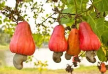 Sultra Masuk Tiga Besar Penghasil Jambu Mete Nasional