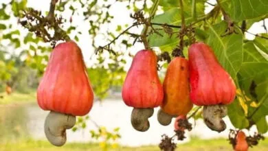 Sultra Masuk Tiga Besar Penghasil Jambu Mete Nasional