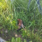 Trafo PLN di Muna Meledak Akibat Ulah Ayam Bertengger di Atasnya