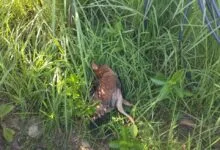 Trafo PLN di Muna Meledak Akibat Ulah Ayam Bertengger di Atasnya