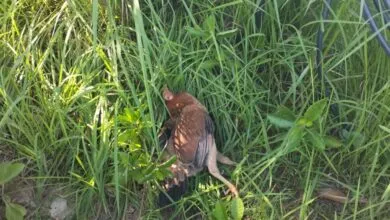 Trafo PLN di Muna Meledak Akibat Ulah Ayam Bertengger di Atasnya