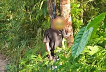 Pria di Wakatobi Ditemukan Tergantung di Hari Pernikahannya