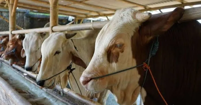 12.897 Hewan Kurban Tersedia di Sultra Kategori Sehat