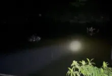 Seekor Buaya Muncul di Lokasi Banjir Jalan Trans Sulawesi Konawe Utara