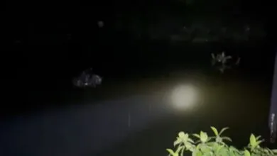 Seekor Buaya Muncul di Lokasi Banjir Jalan Trans Sulawesi Konawe Utara