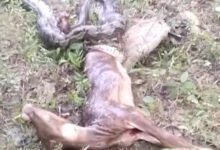 Warga Mubar Bunuh Ular Sepanjang 3 Meter Usai Telan Anak Sapi