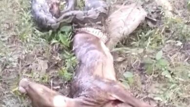 Warga Mubar Bunuh Ular Sepanjang 3 Meter Usai Telan Anak Sapi