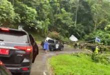 Sebuah Pohon Tumbang di Jalan Poros Konawe, Pj Bupati Harmin Ramba Sempat Tertahan