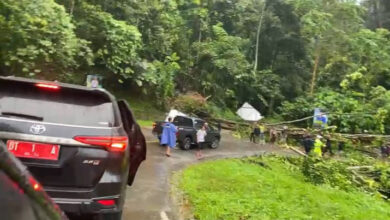 Sebuah Pohon Tumbang di Jalan Poros Konawe, Pj Bupati Harmin Ramba Sempat Tertahan