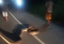 Warga Mubar Tangkap Ular Piton Sepanjang 6 Meter yang Melintas di Jalan Desa Latompe