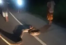 Warga Mubar Tangkap Ular Piton Sepanjang 6 Meter yang Melintas di Jalan Desa Latompe