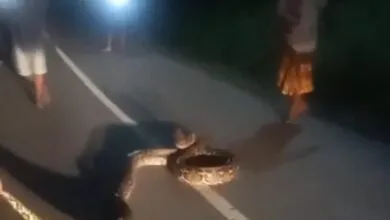 Warga Mubar Tangkap Ular Piton Sepanjang 6 Meter yang Melintas di Jalan Desa Latompe