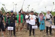 Tanam 1.000 Bibit Mangrove, Kemenag Sultra Sebut sebagai Bentuk Kepedulian Lingkungan