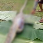 Ular Sepanjang Lima Meter di Mubar Ditangkap Usai Telan Seekor Sapi