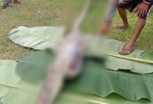 Ular Sepanjang Lima Meter di Mubar Ditangkap Usai Telan Seekor Sapi
