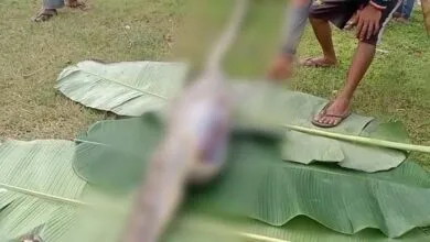 Ular Sepanjang Lima Meter di Mubar Ditangkap Usai Telan Seekor Sapi