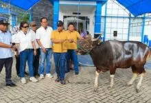 KUPP Molawe Serahkan Sapi Kurban di Empat Desa di Konawe Utara