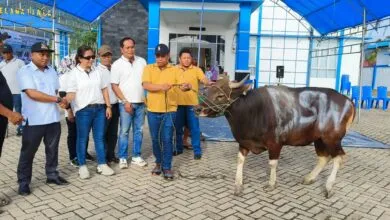 KUPP Molawe Serahkan Sapi Kurban di Empat Desa di Konawe Utara