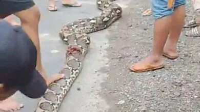 Ular Piton Sepanjang 8 Meter Ditemukan di Perumahan Warga Lalolae Kolaka Timur