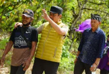 Bupati Harap Kakao Kembali Berjaya di Koltim dengan Penerapan Budidaya yang Tepat