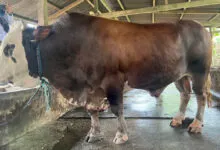 Sapi Kurban Jokowi di Sultra Berasal dari Koltim, Berbobot 1 Ton