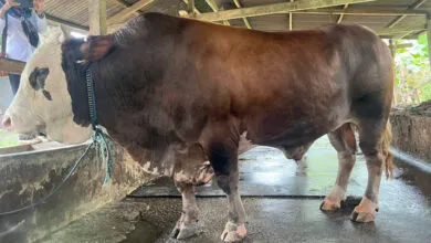 Sapi Kurban Jokowi di Sultra Berasal dari Koltim, Berbobot 1 Ton