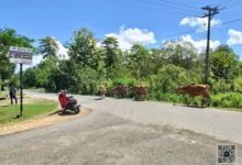 Rawan Sebabkan Kecelakaan, Sapi-Sapi yang Berkeliaran di Mubar Kian Meresahkan