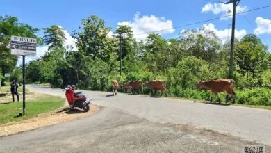 Rawan Sebabkan Kecelakaan, Sapi-Sapi yang Berkeliaran di Mubar Kian Meresahkan
