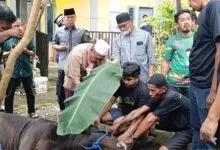ASR Sebar 40 Ekor Sapi Kurban untuk Masyarakat Sultra