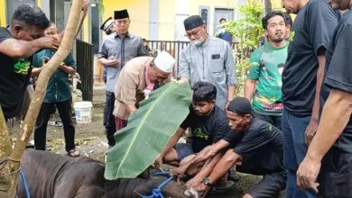 ASR Sebar 40 Ekor Sapi Kurban untuk Masyarakat Sultra