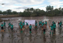 PT Vale Gelar Penanaman 1000 Pohon Mangrove di By Pass Kolaka