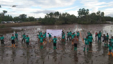 PT Vale Gelar Penanaman 1000 Pohon Mangrove di By Pass Kolaka