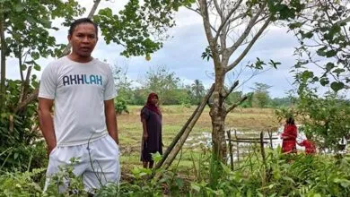 Intensitas Hujan Tinggi, Petani Nilam di Muna Barat Gagal Panen