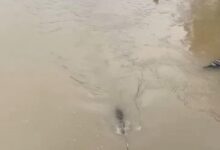 Video Viral Warga Memancing Buaya di Jembatan Laeya Konawe Selatan