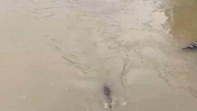Video Viral Warga Memancing Buaya di Jembatan Laeya Konawe Selatan