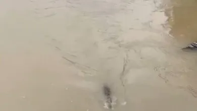 Video Viral Warga Memancing Buaya di Jembatan Laeya Konawe Selatan