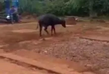 Seekor Anoa Muncul di Kawasan Tambang Konawe