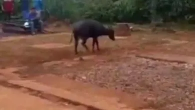 Seekor Anoa Muncul di Kawasan Tambang Konawe