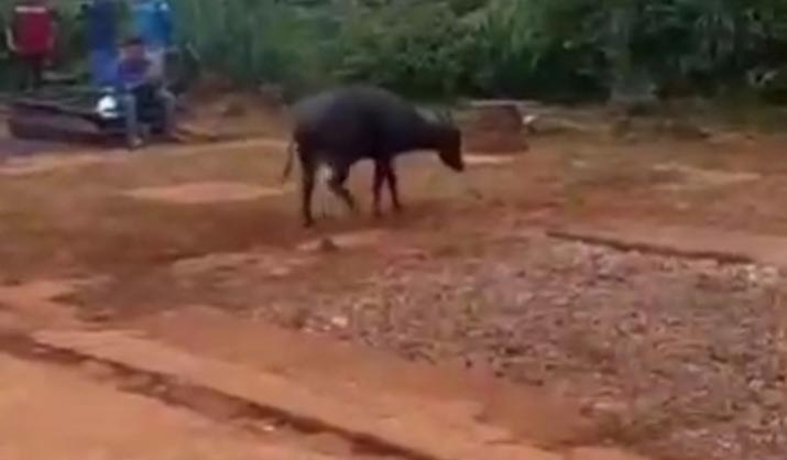 Seekor Anoa Muncul di Kawasan Tambang Konawe