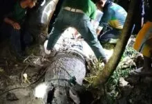 BKSDA Sultra Berhasil Evakuasi Buaya Sepanjang 3 Meter yang Ditangkap Warga di Muna Barat