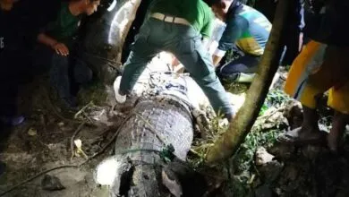 BKSDA Sultra Berhasil Evakuasi Buaya Sepanjang 3 Meter yang Ditangkap Warga di Muna Barat