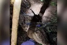 Buaya Sepanjang 3,5 Meter Ditangkap Warga di Muna Barat