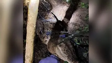 Buaya Sepanjang 3,5 Meter Ditangkap Warga di Muna Barat