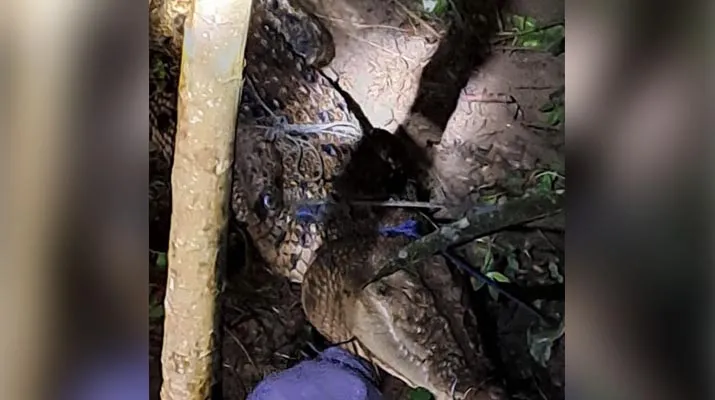 Buaya Sepanjang 3,5 Meter Ditangkap Warga di Muna Barat